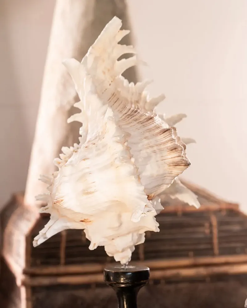 Decorative objects - Calypso Collection - ATELIERS C&S DAVOY