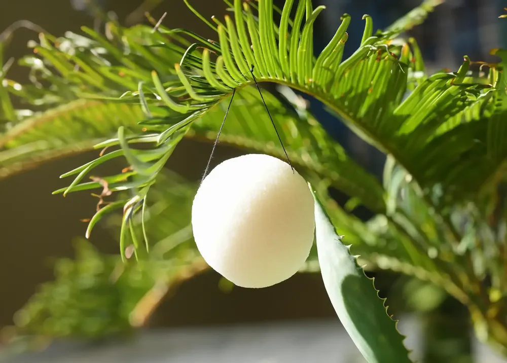 Cosmétiques - EPONGE DE KONJAC BIOLOGIQUE NATURELLE - EN BOÎTE - KARAWAN AUTHENTIC