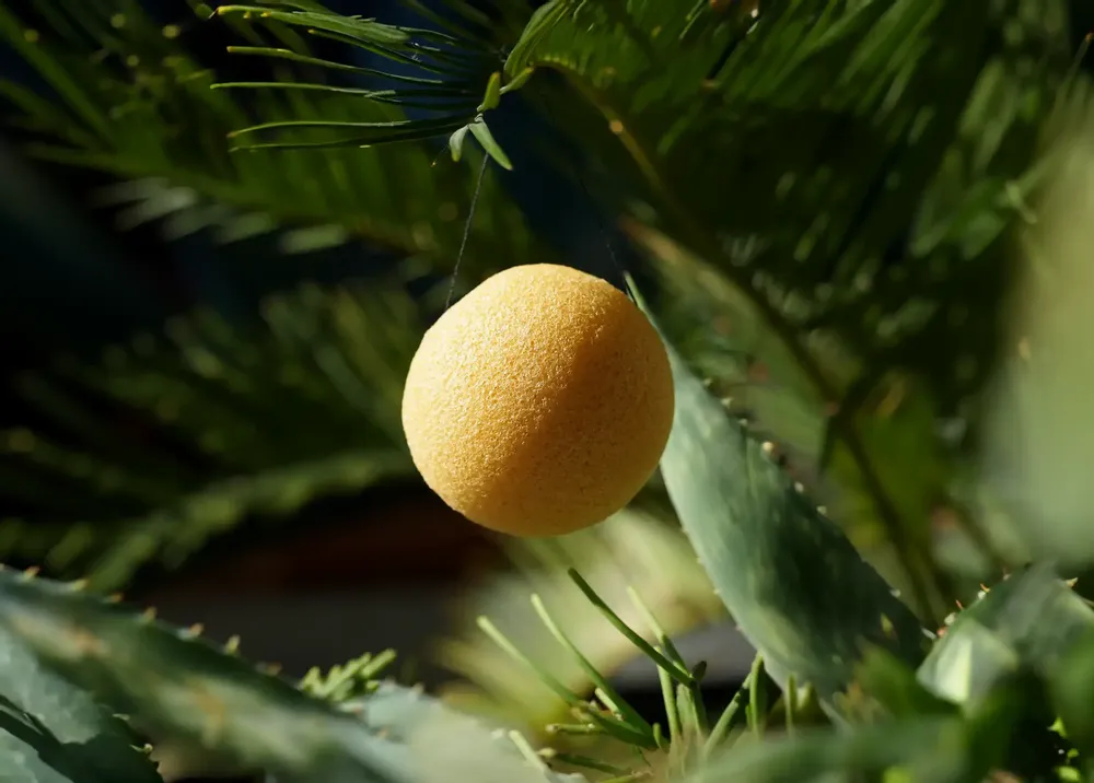 Cosmétiques - EPONGE DE KONJAC BIOLOGIQUE ENRICHIE AU CURCUMA - EN BOÎTE - KARAWAN AUTHENTIC