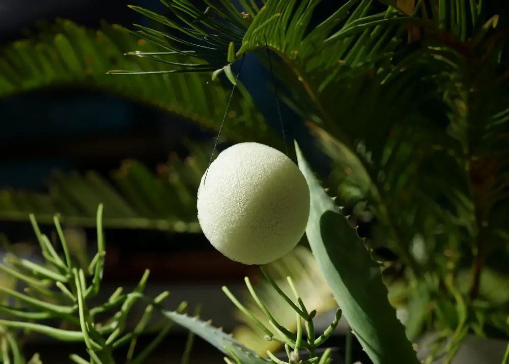Cosmétiques - EPONGE KONJAC BIOLOGIQUE ENRICHIE À L'ALOE VERA - EN BOITE - KARAWAN AUTHENTIC