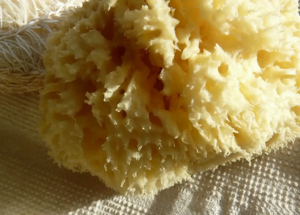 Beauty products - NATURAL SEA SPONGE - KARAWAN AUTHENTIC