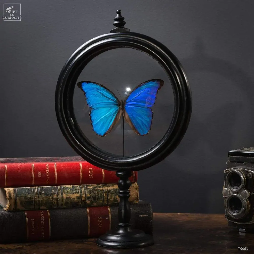 Decorative objects - Our essential products. - OBJET DE CURIOSITÉ