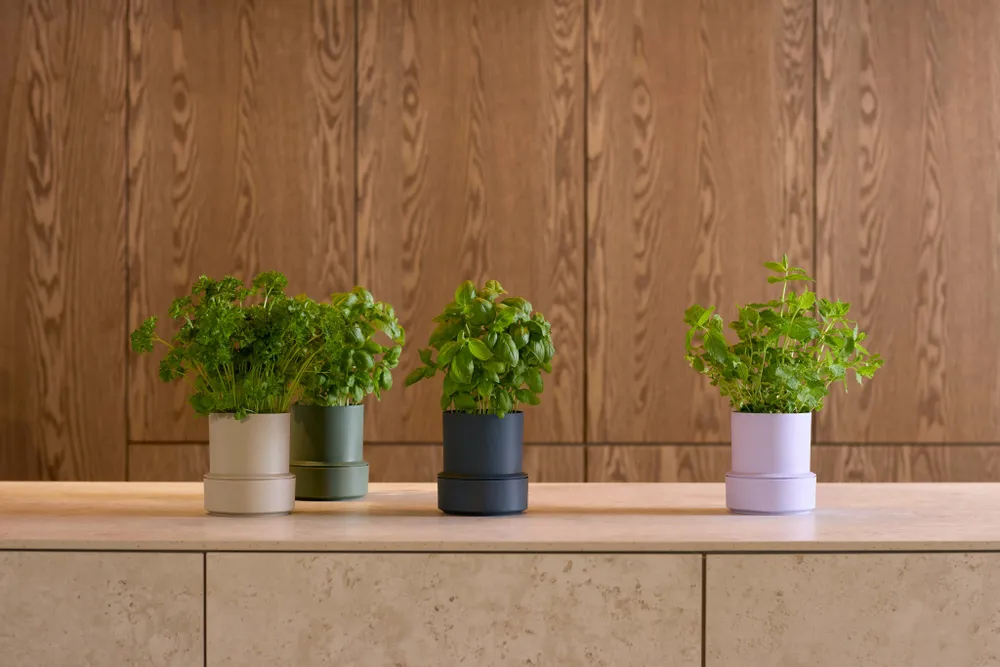 Spices - BILLUND self-watering pots - CRUSHGRIND® DENMARK