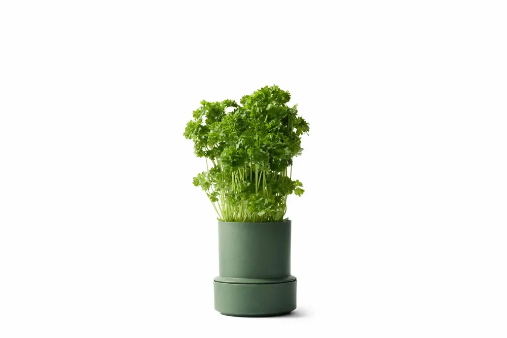 Spices - BILLUND self-watering pots - CRUSHGRIND® DENMARK