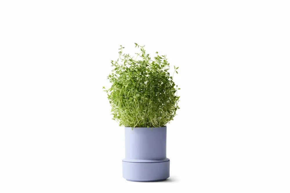 Spices - BILLUND self-watering pots - CRUSHGRIND® DENMARK