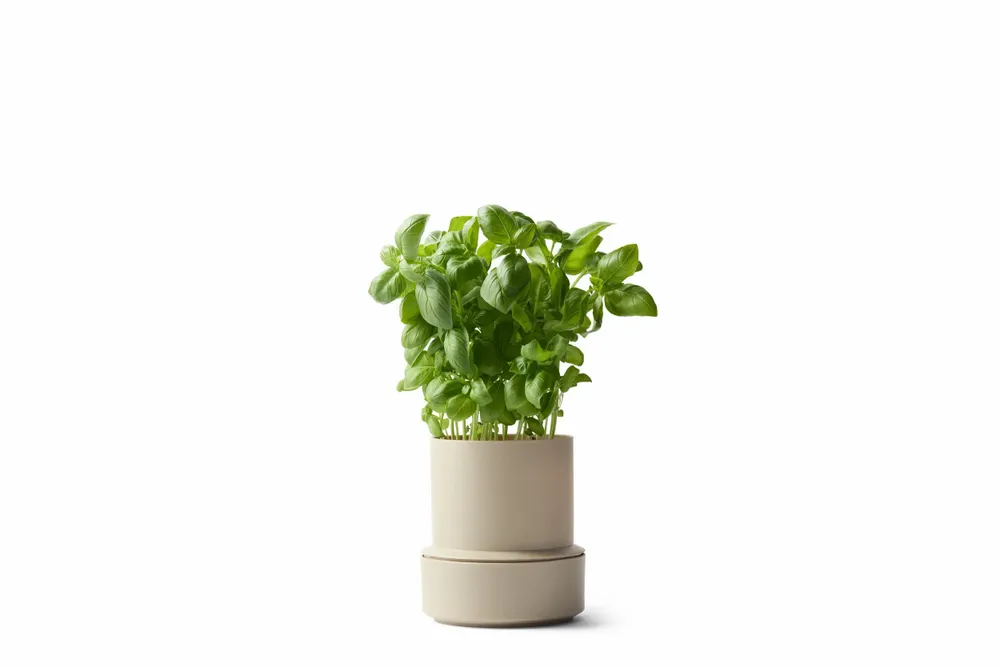 Spices - BILLUND self-watering pots - CRUSHGRIND® DENMARK