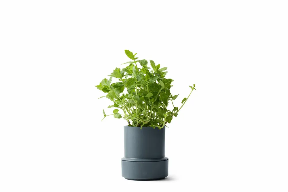Spices - BILLUND self-watering pots - CRUSHGRIND® DENMARK