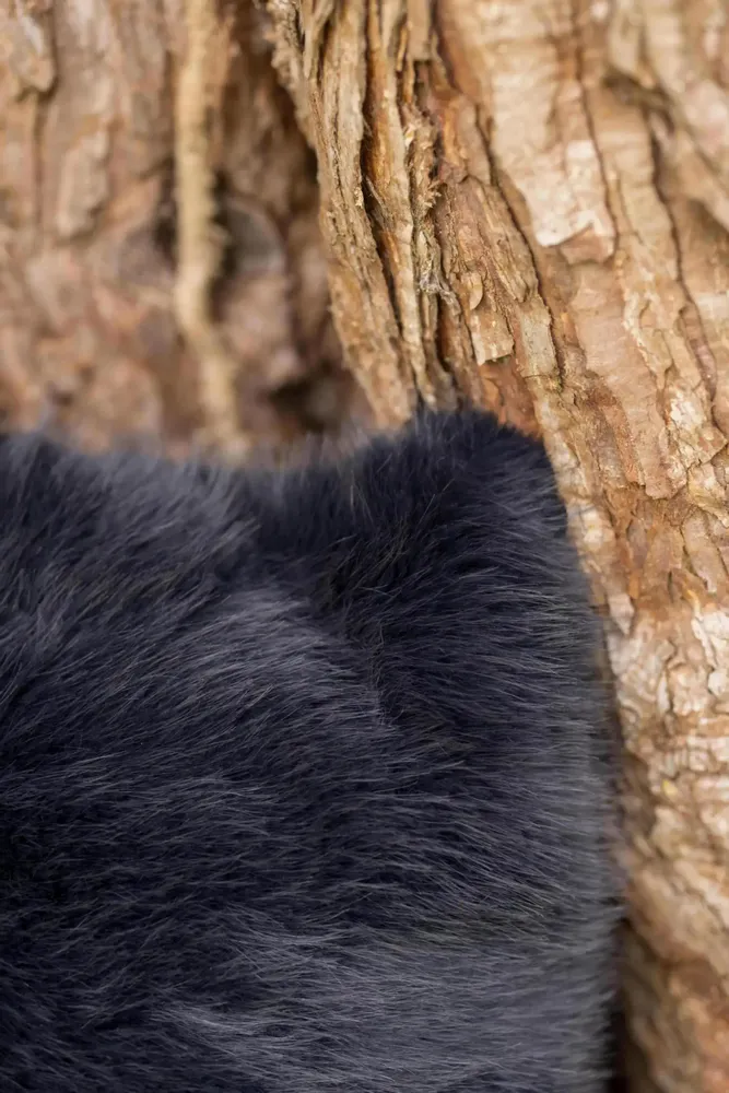 Cushions - Recycled Cushion Nolan Caviar 40 X 65 - MAISON VIVARAISE - SDE VIVARAISE WINKLER