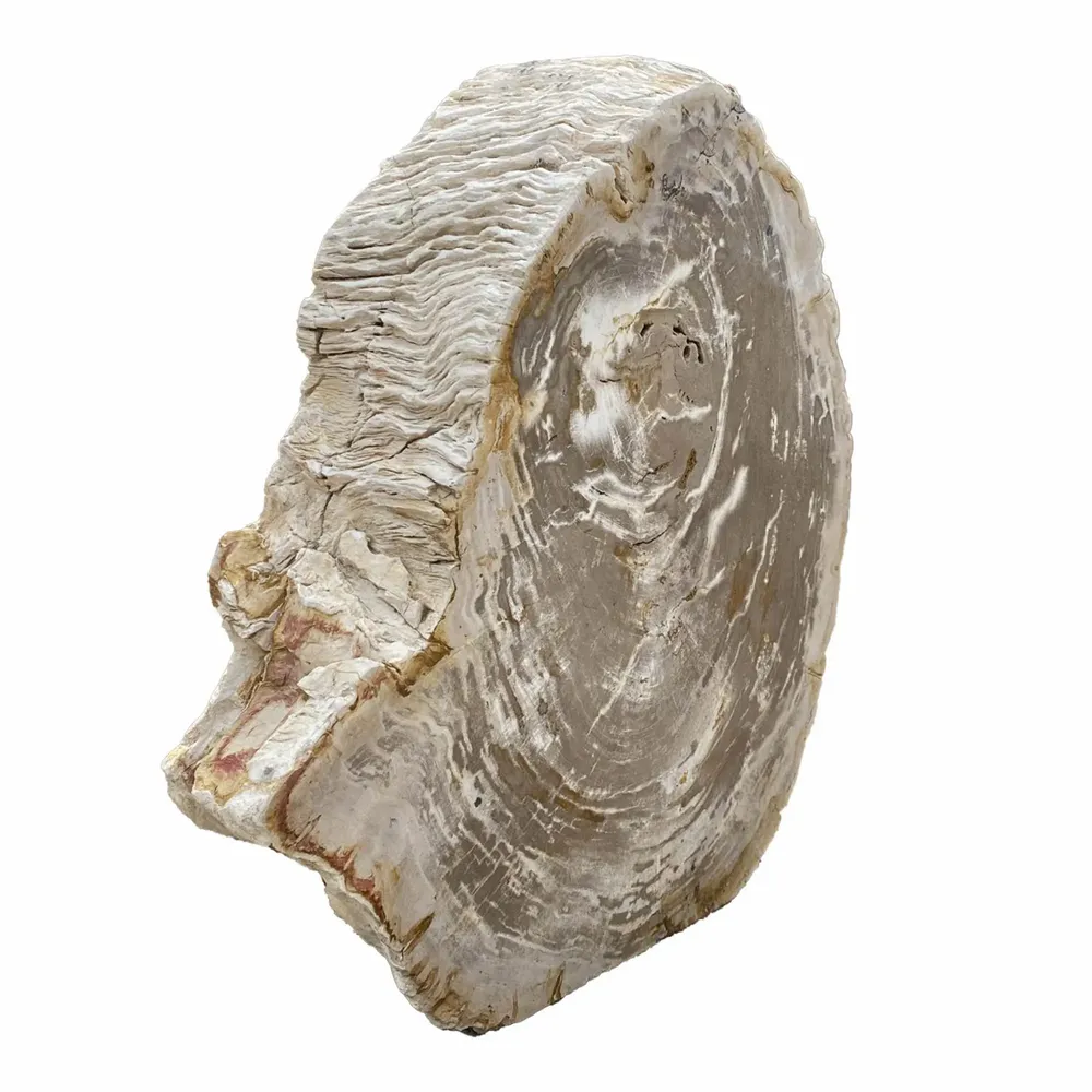 Accessoires de déco extérieure - Sculptures de jardin en bois pétrifié - XYLEIA PETRIFIED WOOD