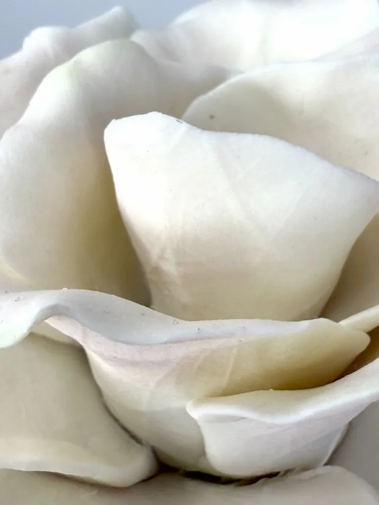 Ceramic - Large porcelain rose - FLEURIR L AVENIR