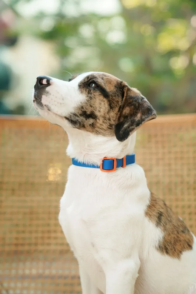 Accessoires animaux - Collier pour chien The Fritz - APPROVED BY FRITZ