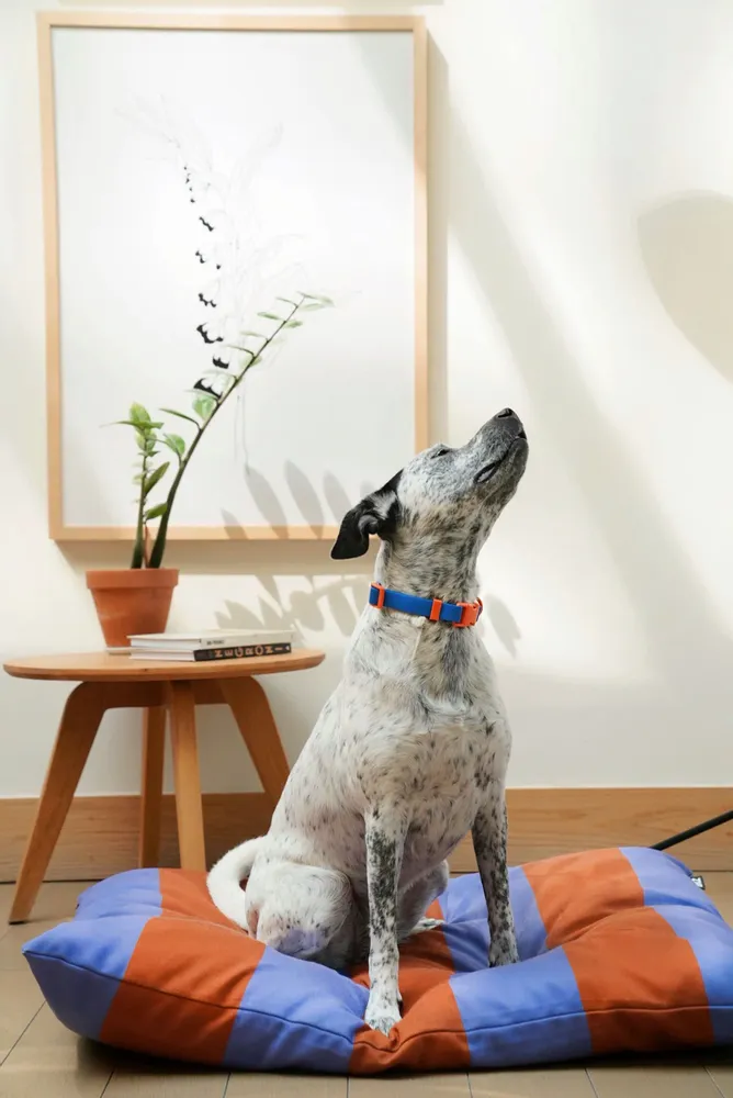 Accessoires animaux - Collier pour chien The Fritz - APPROVED BY FRITZ