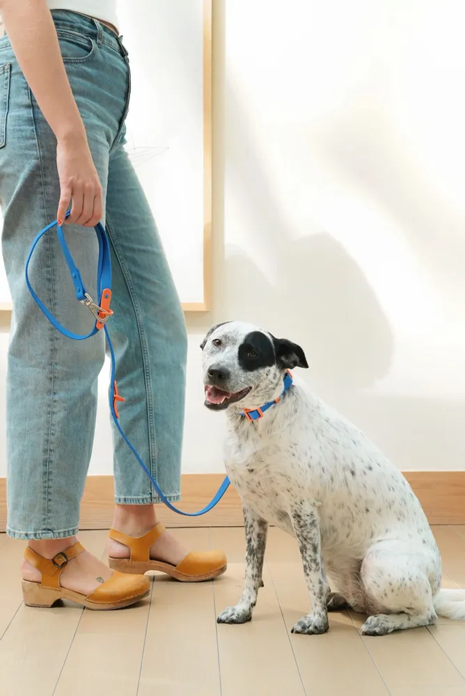 Accessoires animaux - La Laisse Fritz de Chien - APPROVED BY FRITZ