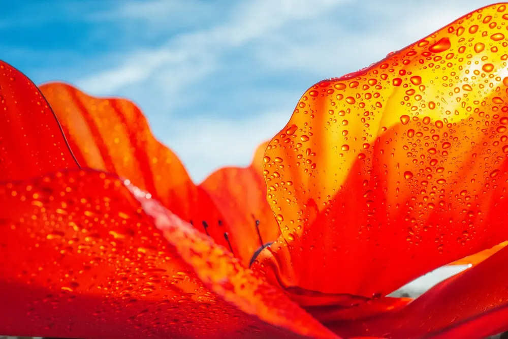 Floral decoration - Poppy - LA FLEUR MONUMENTALE