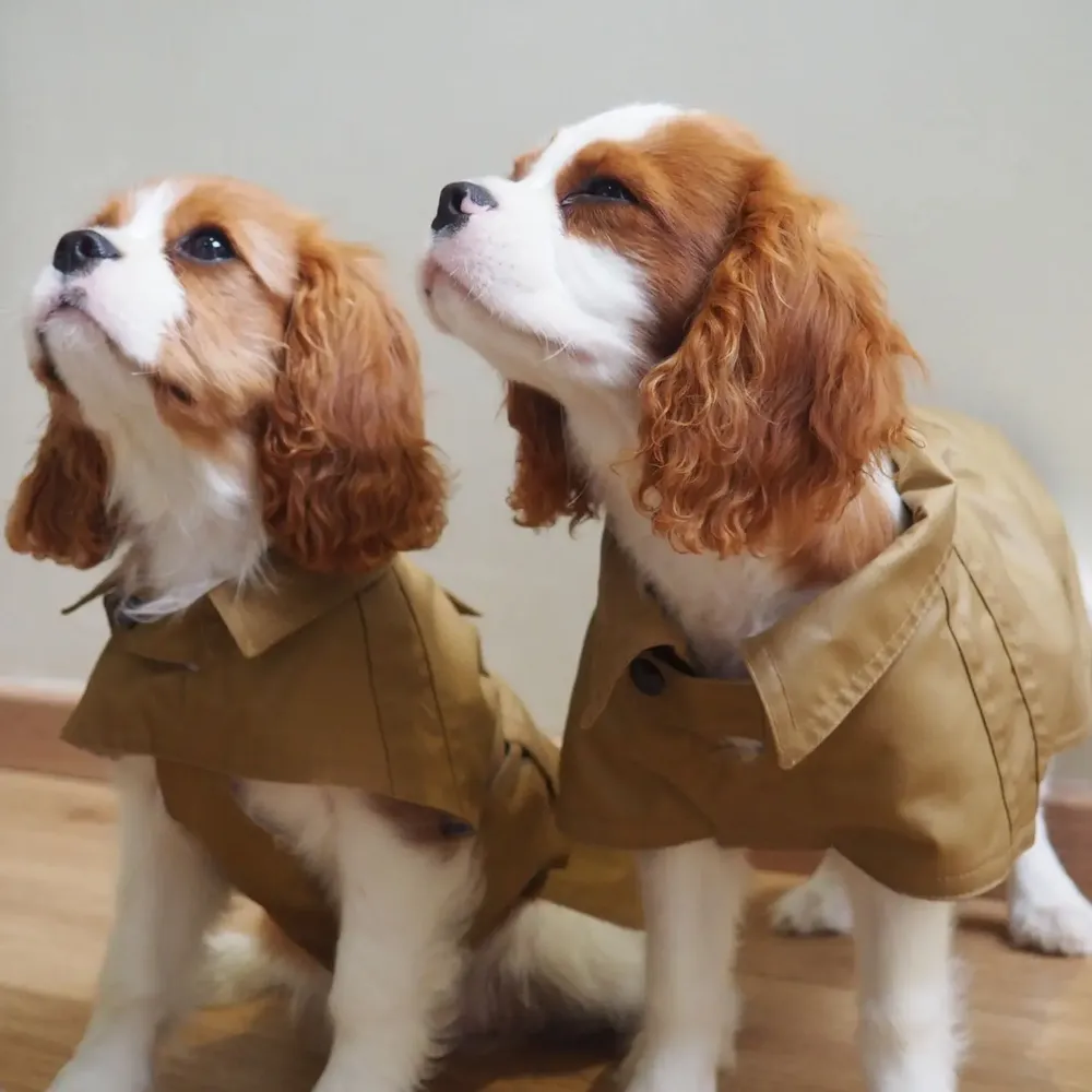 Accessoires animaux - Manteau pour chien style trench - CHARLY ET MOI