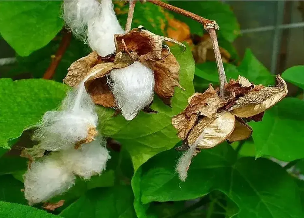 Objets de décoration - 1 an : digraphe noces de coton - LE DIGRAPHE