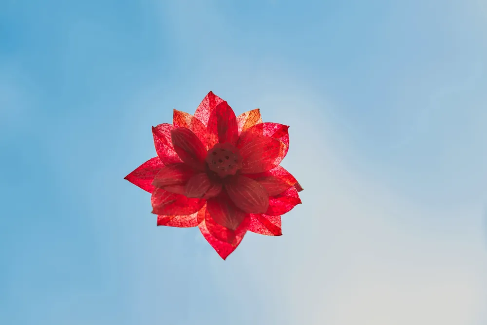 Candy - Yü Lotus box - YÜSSÉE