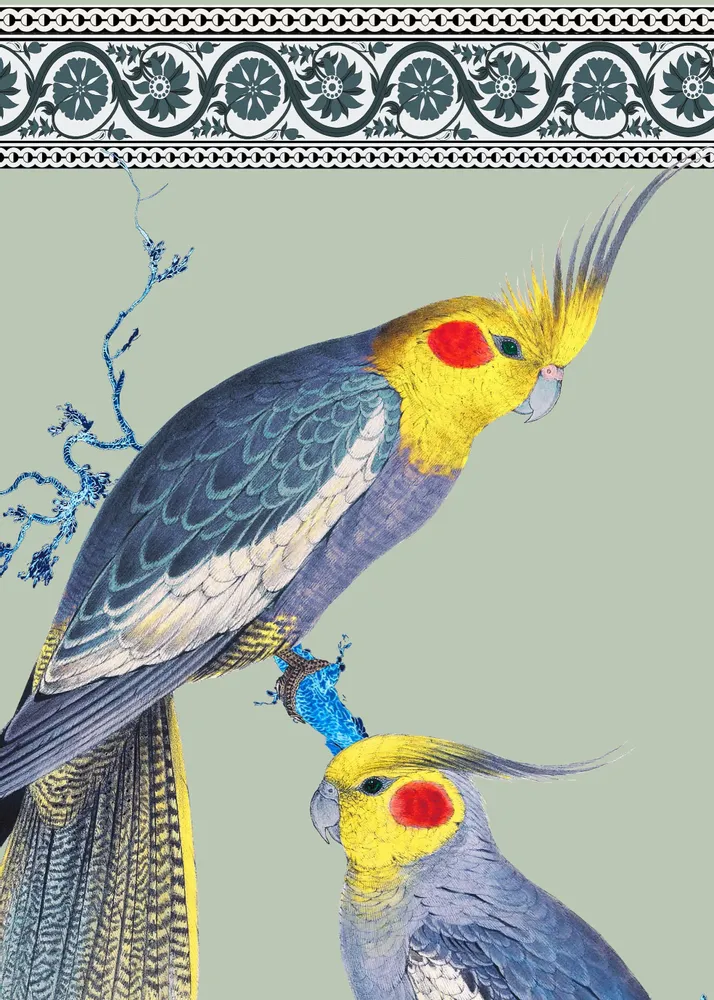 Poster - Illustration Couple de perruches australiennes - PARADISIO IMAGINARIUM