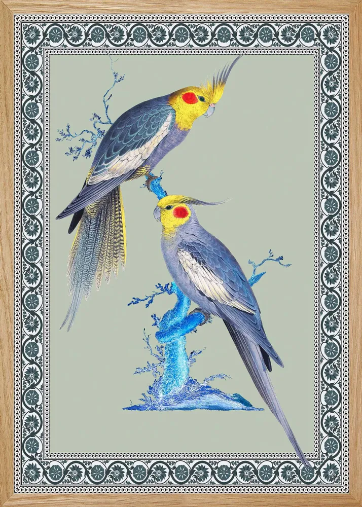Poster - Illustration Couple de perruches australiennes - PARADISIO IMAGINARIUM