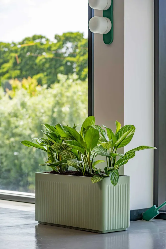 Flower pots - Ionic collection - POTTERY POTS