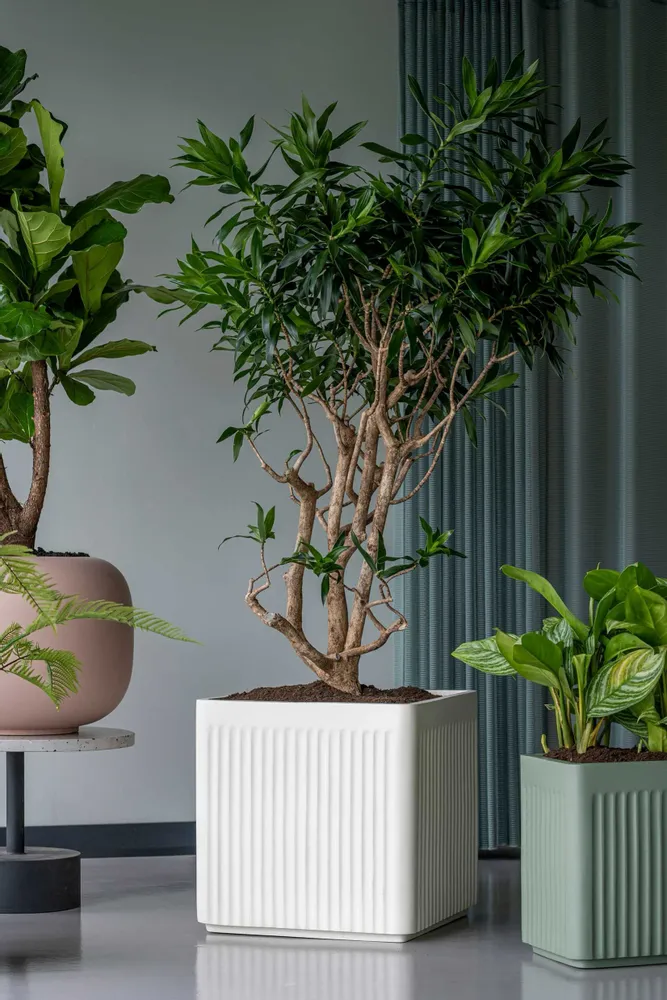 Flower pots - Ionic collection - POTTERY POTS