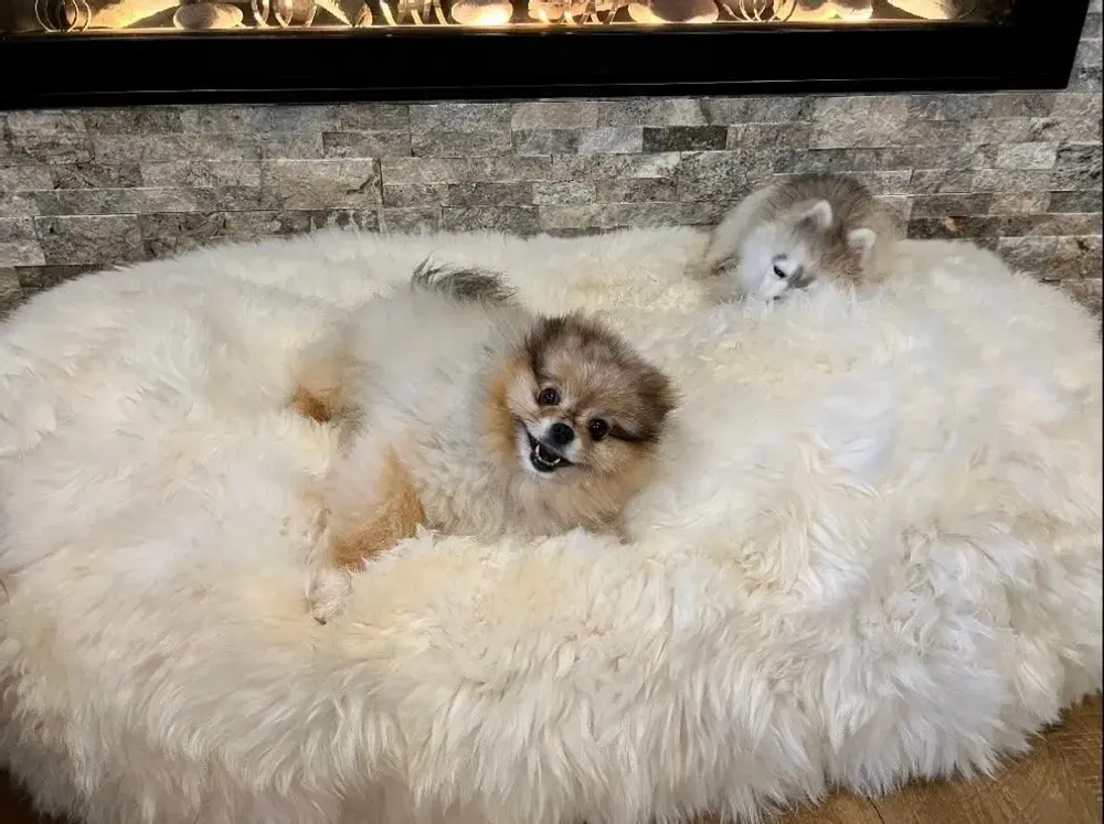 Lits - Lit ovale pour animal en peau de mouton naturelle – blanc - MELLOW CONCEPT STORE