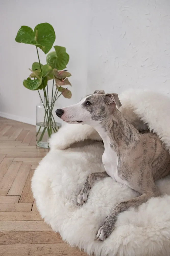 Lits - Grotte pour Animal en Peau de Mouton Naturelle – Blanche - MELLOW CONCEPT STORE