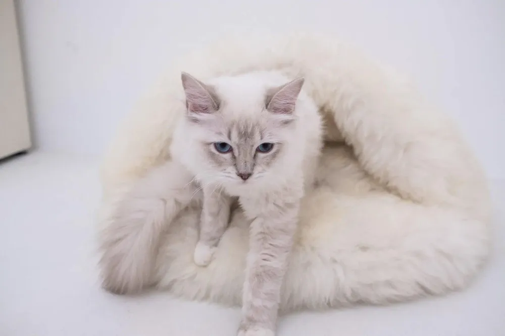 Lits - Grotte pour Animal en Peau de Mouton Naturelle – Blanche - MELLOW CONCEPT STORE