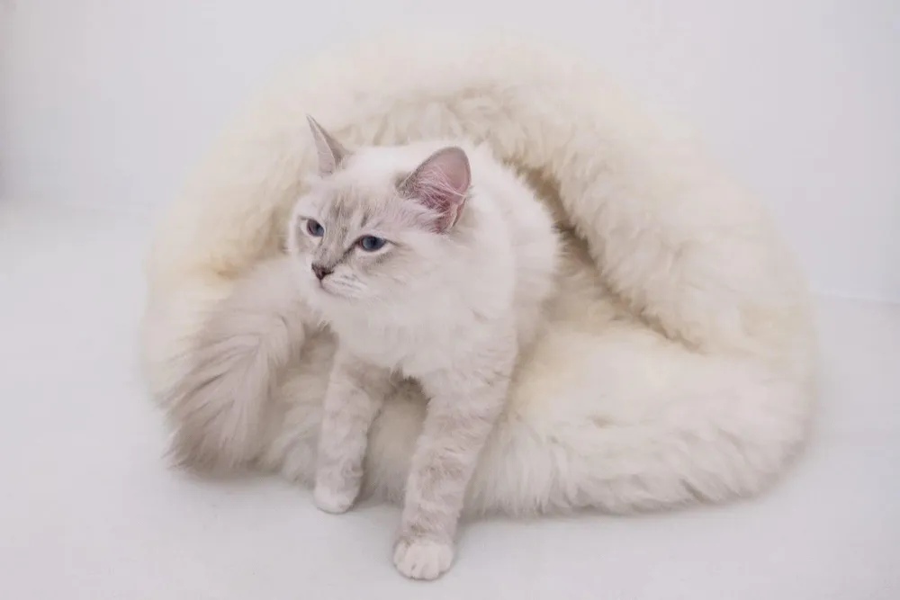Lits - Grotte pour Animal en Peau de Mouton Naturelle – Blanche - MELLOW CONCEPT STORE