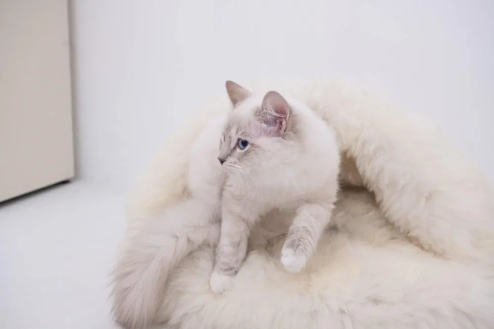 Lits - Grotte pour Animal en Peau de Mouton Naturelle – Blanche - MELLOW CONCEPT STORE