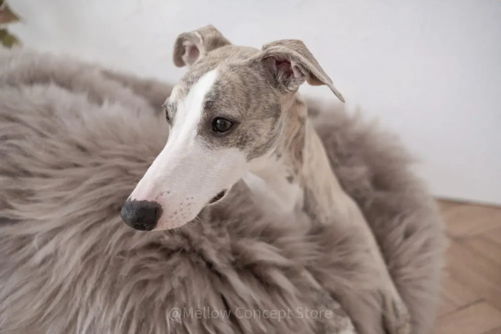 Lits - Lit Ovale pour Animal en Peau de Mouton Naturelle – Greige - MELLOW CONCEPT STORE