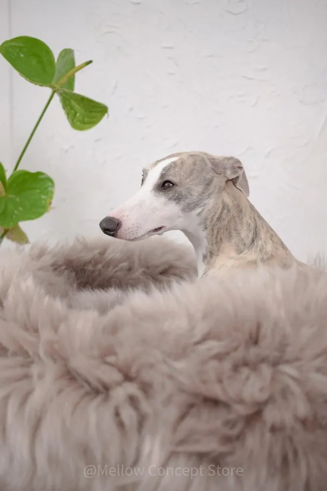 Lits - Lit Ovale pour Animal en Peau de Mouton Naturelle – Greige - MELLOW CONCEPT STORE