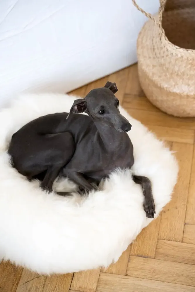 Beds - Round Natural Sheepskin Pet Bed - White - MELLOW CONCEPT STORE