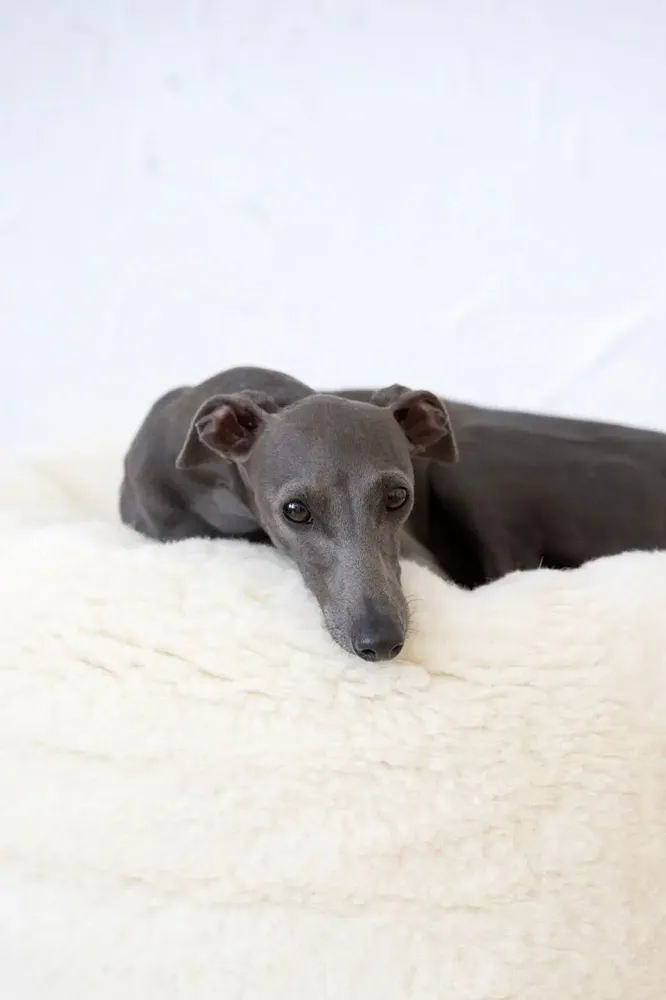 Beds - Oval Natural Wool Pet Bed - White - MELLOW CONCEPT STORE