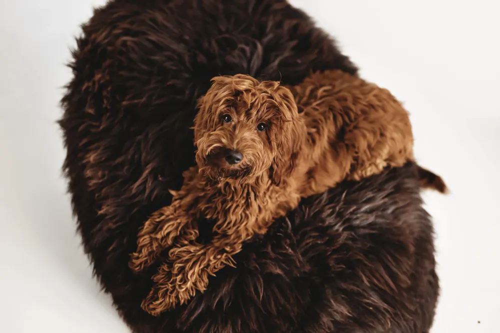 Beds - Oval Natural Sheepskin Pet Bed - Chocolate Brown - MELLOW CONCEPT STORE