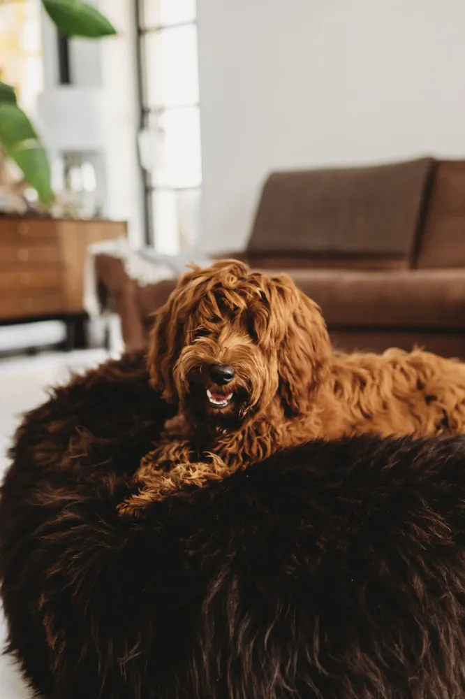 Beds - Oval Natural Sheepskin Pet Bed - Chocolate Brown - MELLOW CONCEPT STORE