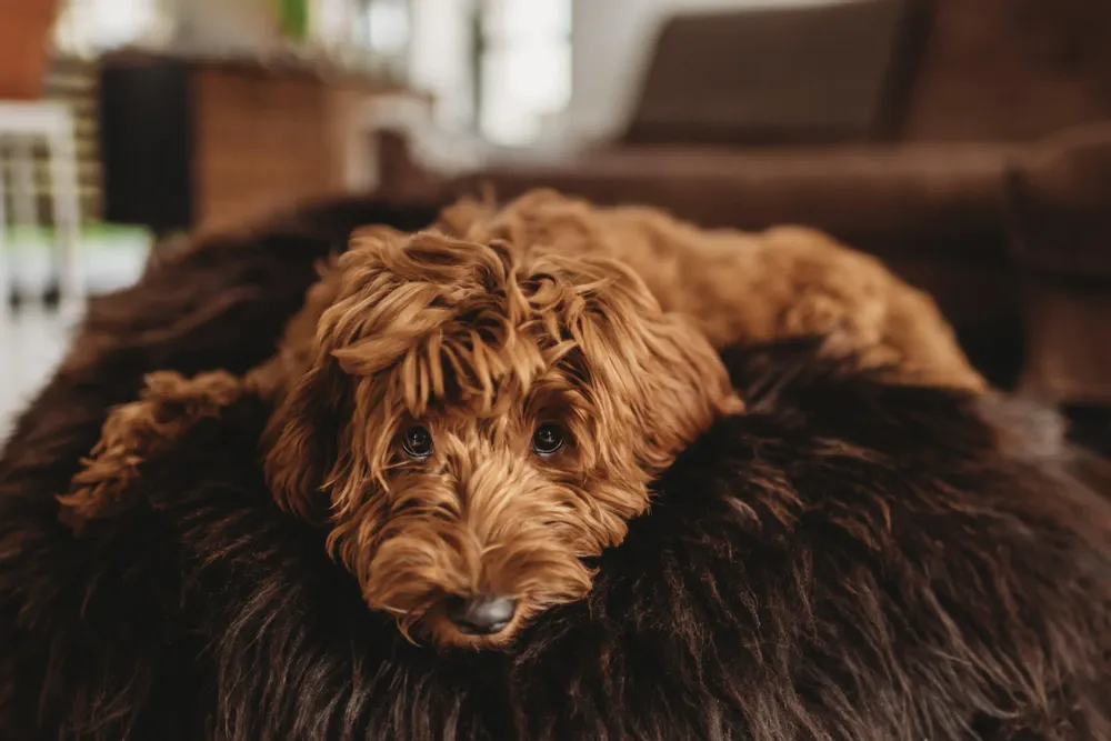 Beds - Oval Natural Sheepskin Pet Bed - Chocolate Brown - MELLOW CONCEPT STORE
