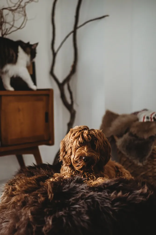 Beds - Oval Natural Sheepskin Pet Bed - Chocolate Brown - MELLOW CONCEPT STORE
