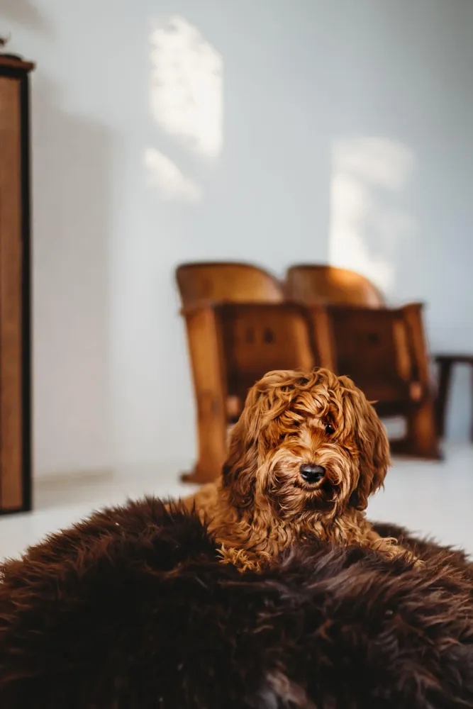 Beds - Oval Natural Sheepskin Pet Bed - Chocolate Brown - MELLOW CONCEPT STORE