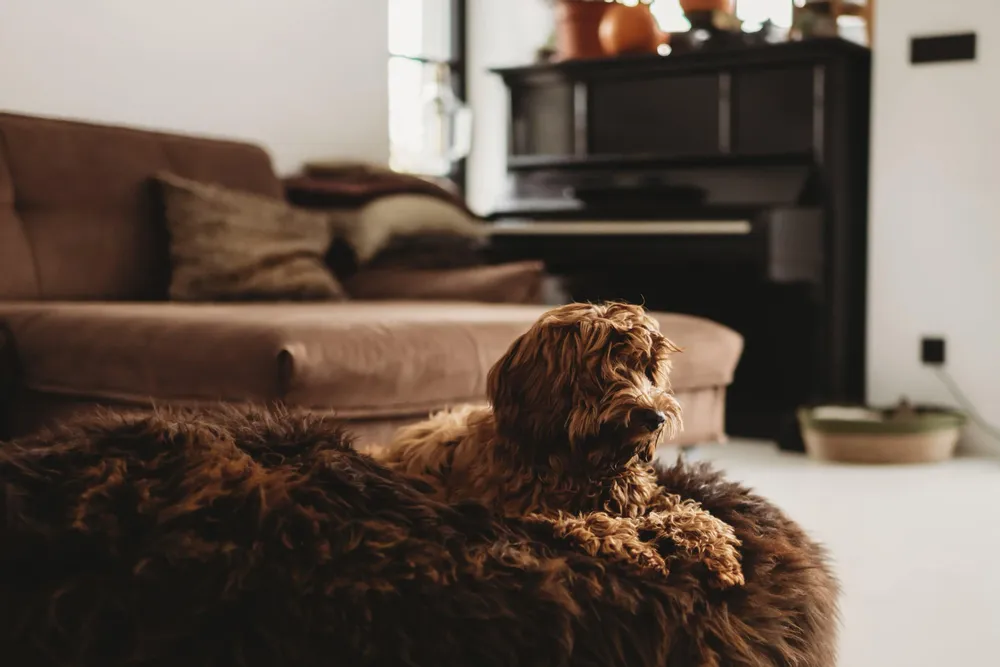 Beds - Oval Natural Sheepskin Pet Bed - Chocolate Brown - MELLOW CONCEPT STORE