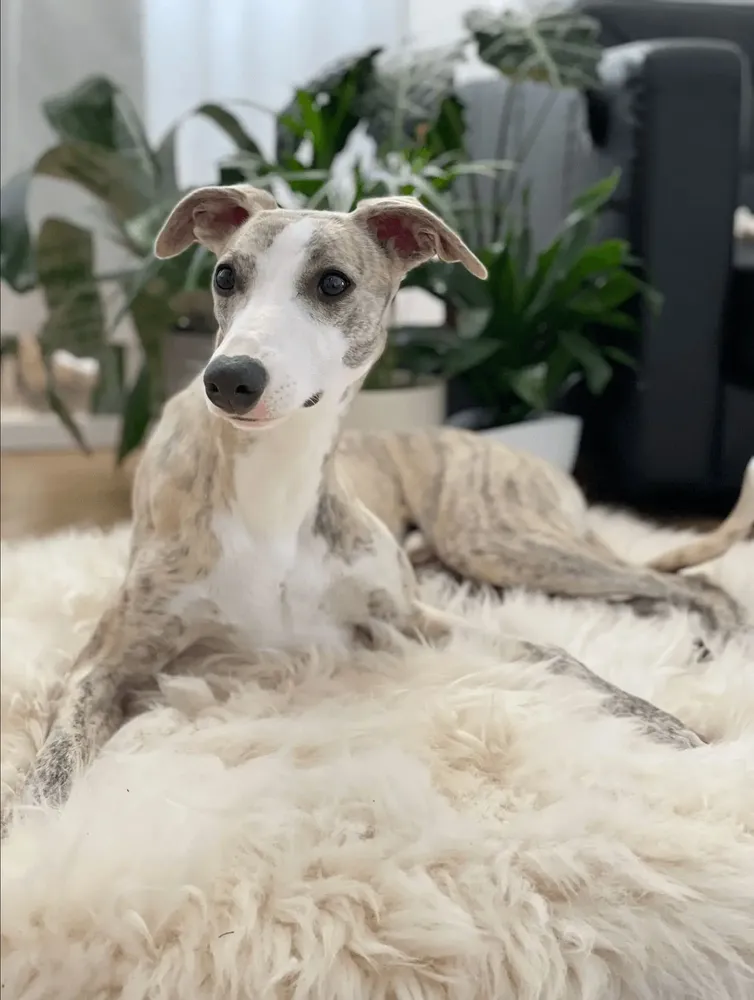 Beds - Square or Rectangular Natural Sheepskin Pet Mat - White - MELLOW CONCEPT STORE