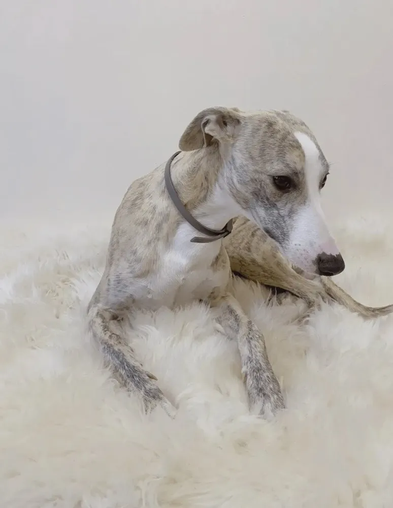 Beds - Square or Rectangular Natural Sheepskin Pet Mat - White - MELLOW CONCEPT STORE