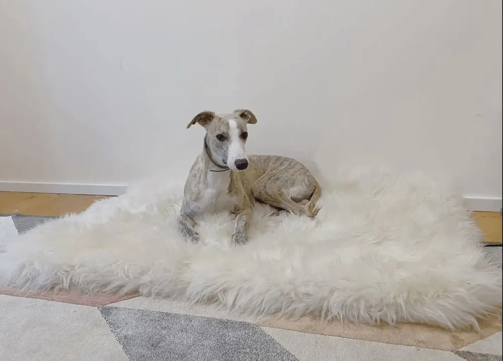 Beds - Square or Rectangular Natural Sheepskin Pet Mat - White - MELLOW CONCEPT STORE