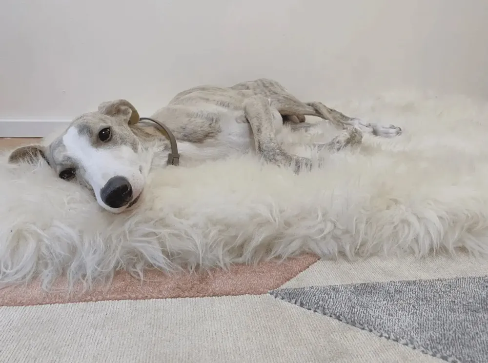 Beds - Square or Rectangular Natural Sheepskin Pet Mat - White - MELLOW CONCEPT STORE