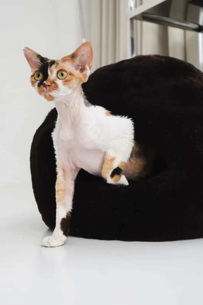 Beds - Nest Natural Sheepskin Pet Bed - Brown - MELLOW CONCEPT STORE