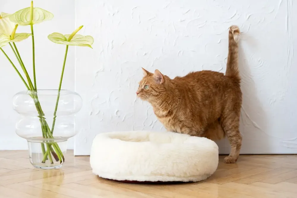 Lits - Lit Rond pour Animal en Laine Naturelle – Blanc - MELLOW CONCEPT STORE