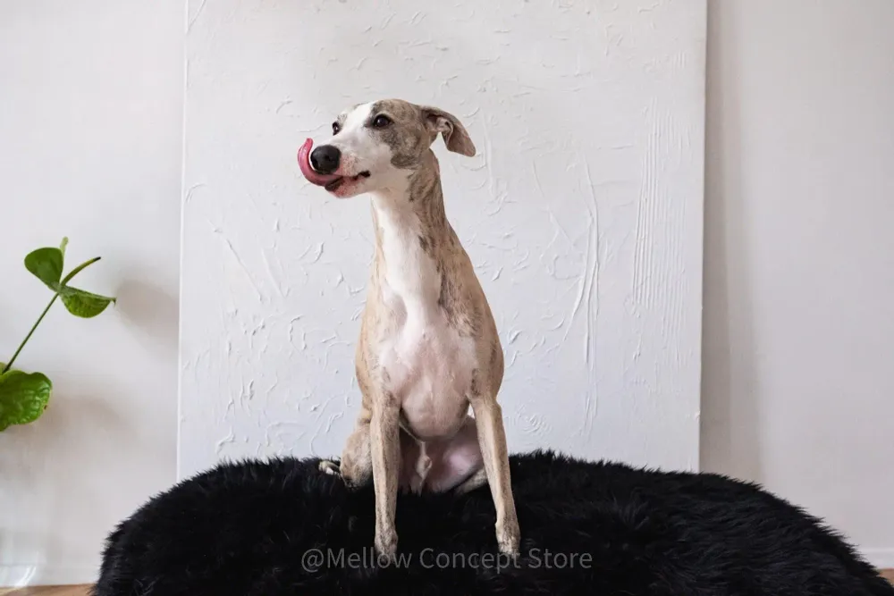 Beds - Oval Natural Sheepskin Pet Bed - Black - MELLOW CONCEPT STORE