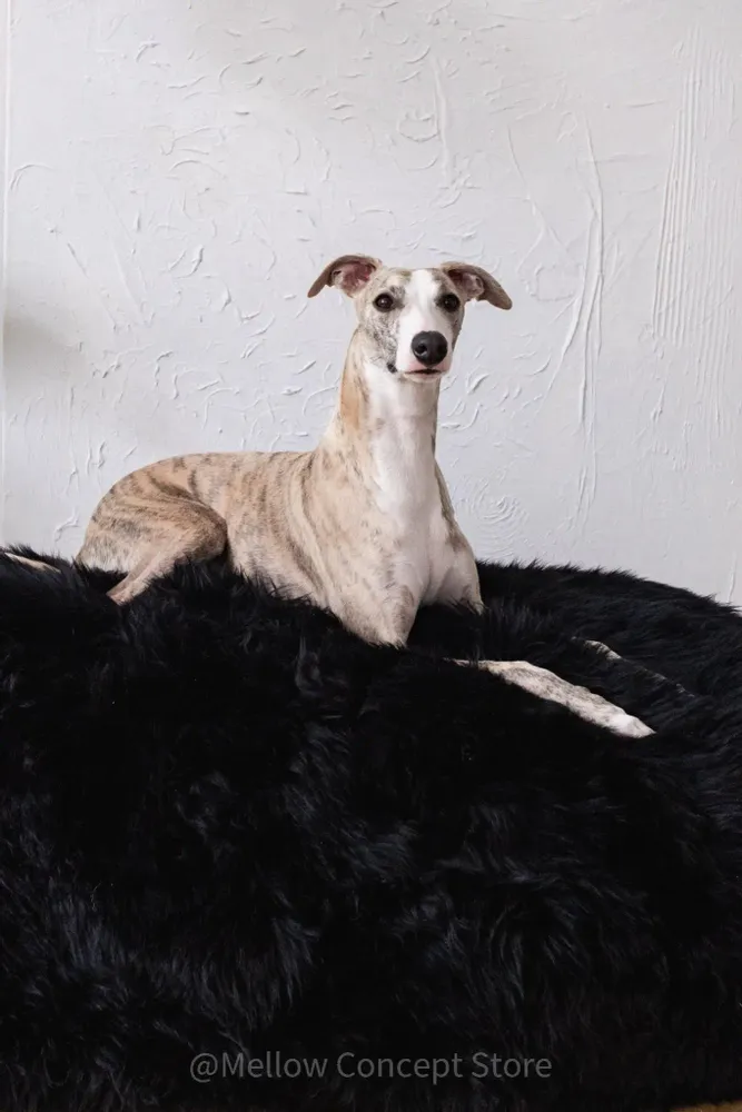 Beds - Oval Natural Sheepskin Pet Bed - Black - MELLOW CONCEPT STORE