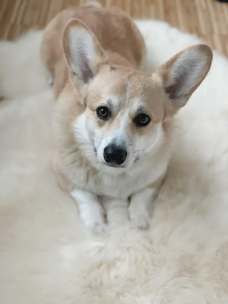 Beds - Natural Sheepskin Rug for Pet - MELLOW CONCEPT STORE