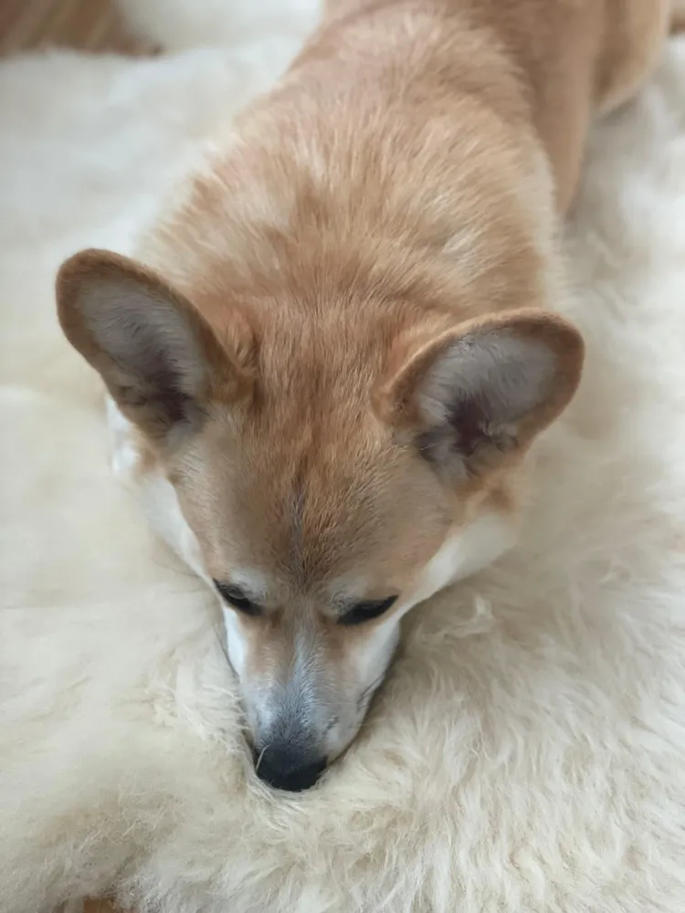 Beds - Natural Sheepskin Rug for Pet - MELLOW CONCEPT STORE